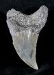Rare Benedini (Extinct Thresher Shark) Tooth - #20760-1